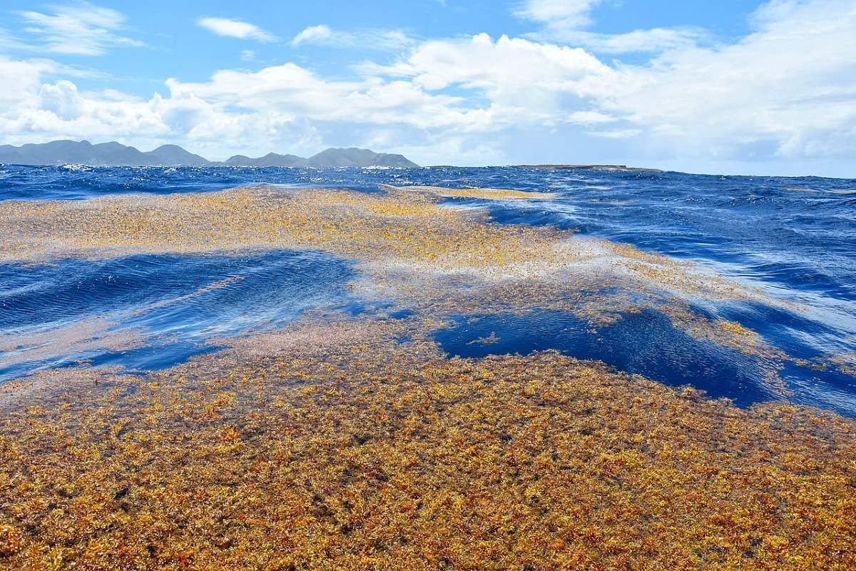The Sargasso Sea Is the Only One of Its Kind and Not Because Its Waters Are So Blue 6 sargasso sea atlantic ocean seaweed currents 8