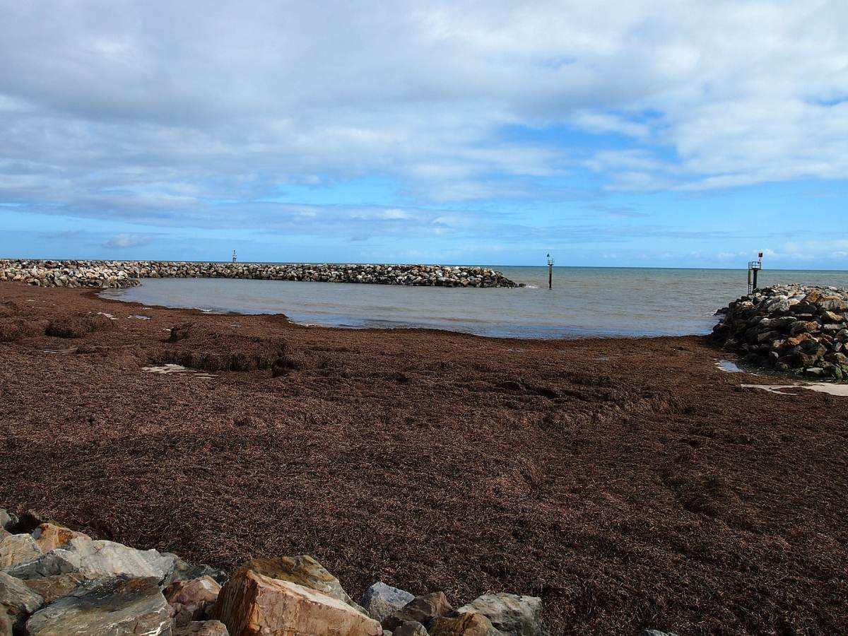 worlds largest plant posidonia australis 3