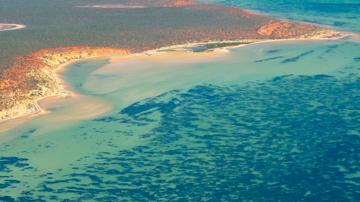 worlds largest plant posidonia australis 5