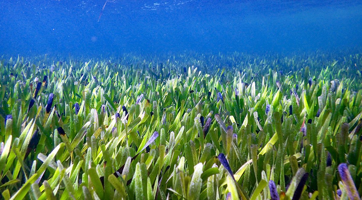 worlds largest plant posidonia australis