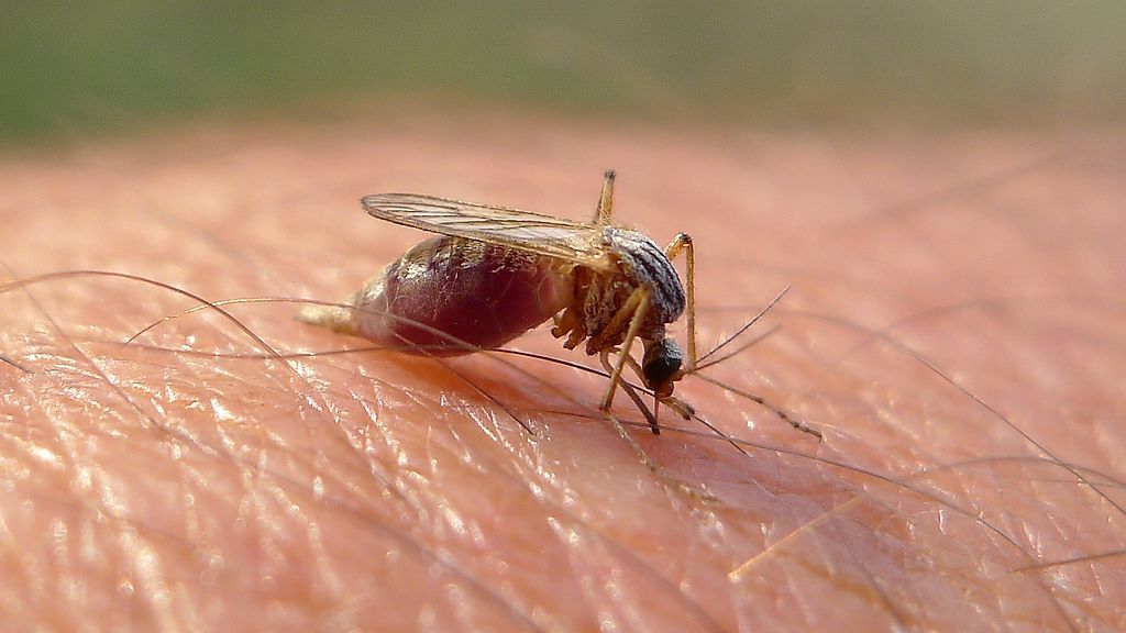 The Case of the Bloodthirsty Witness: How a Mosquito Helped Crack a Finnish Car Theft Crime 2 full mosquito