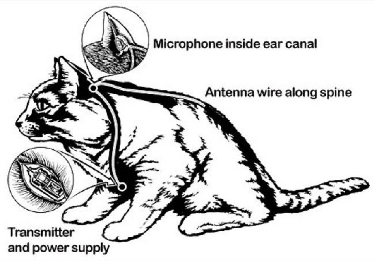 Training Feline Spies Was Like Herding Cats: The CIA's $20 Million Acoustic Kitty Fiasco 3 acoustic kitty spy cat cia project fail 3