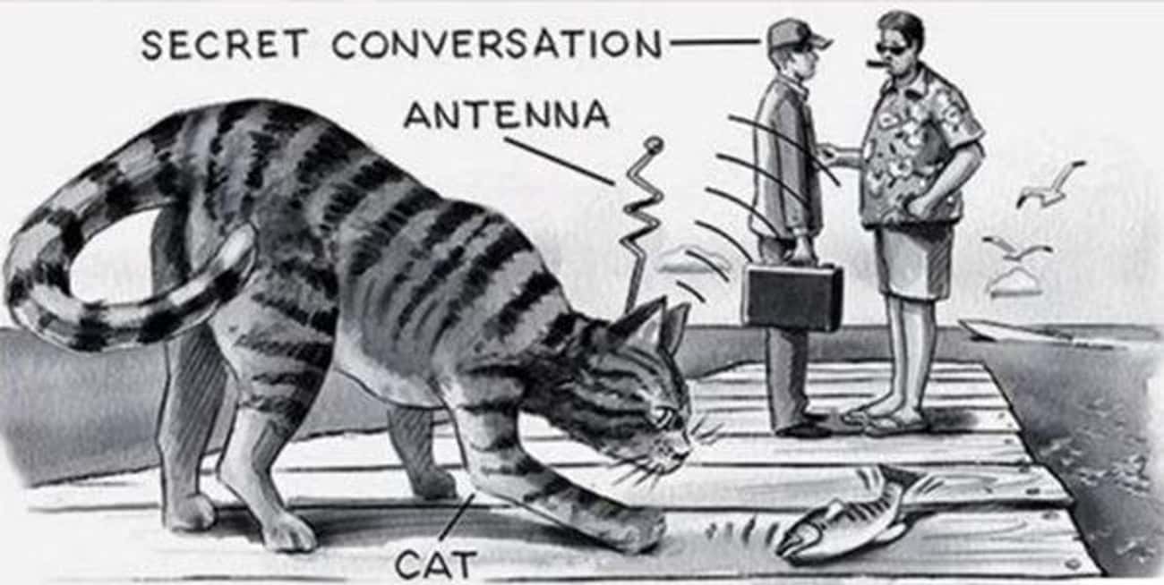Training Feline Spies Was Like Herding Cats: The CIA's $20 Million Acoustic Kitty Fiasco 2 acoustic kitty spy cat cia project fail