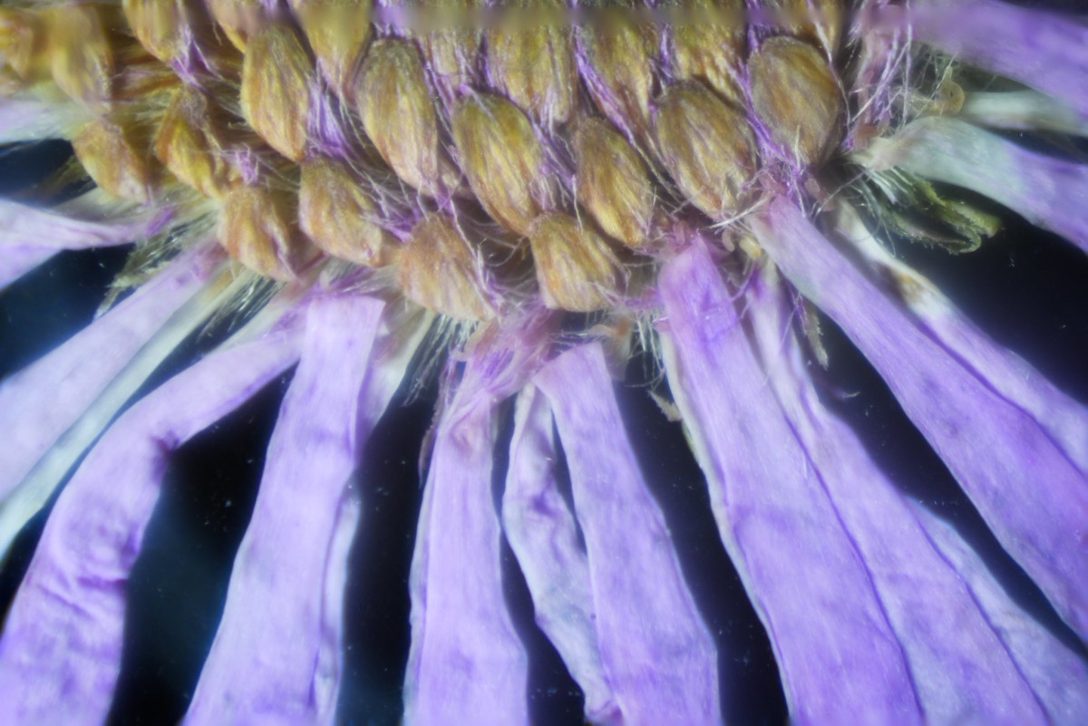 flower under the microscope