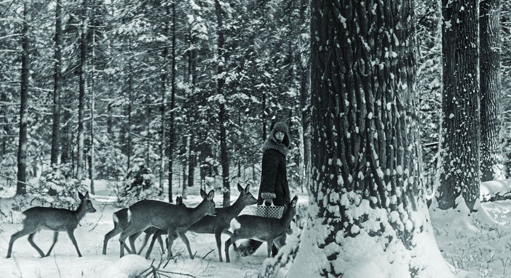 simona kossak conservationist boar lynx crow forest hut 5