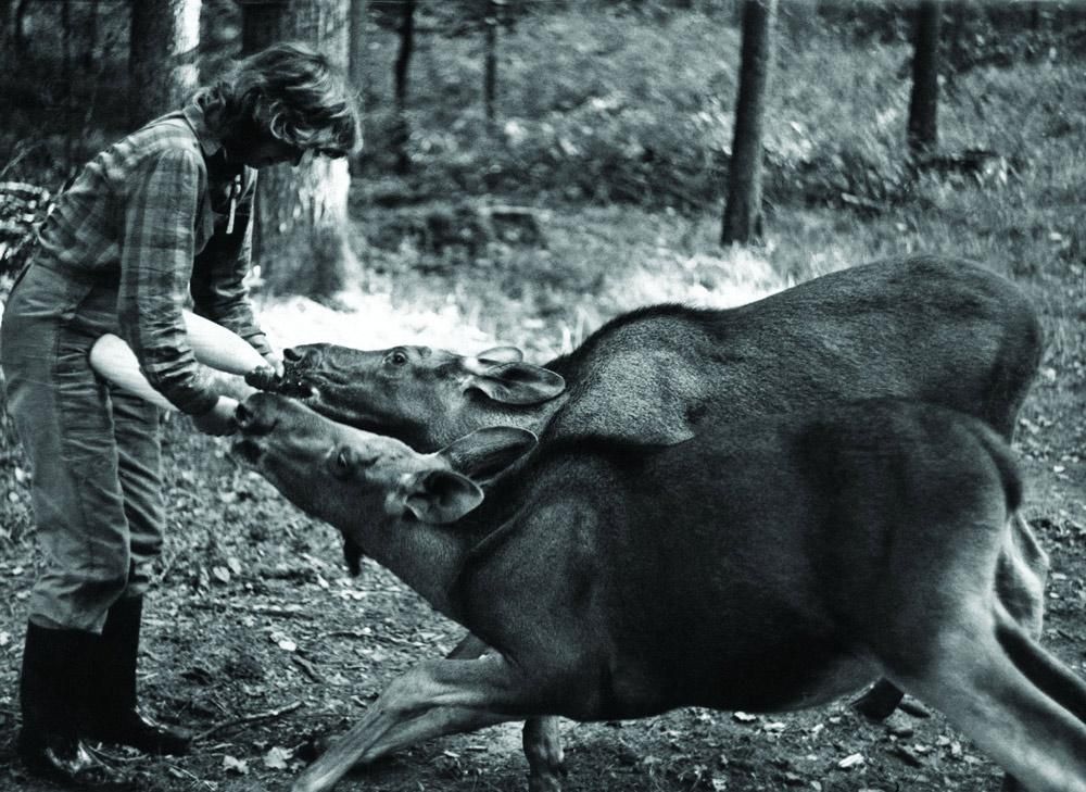 simona kossak conservationist boar lynx crow forest hut 8