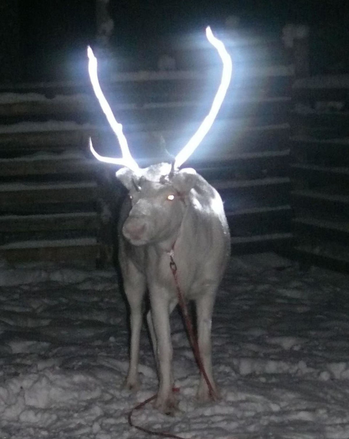 reindeer antlers reflective paint finland 1