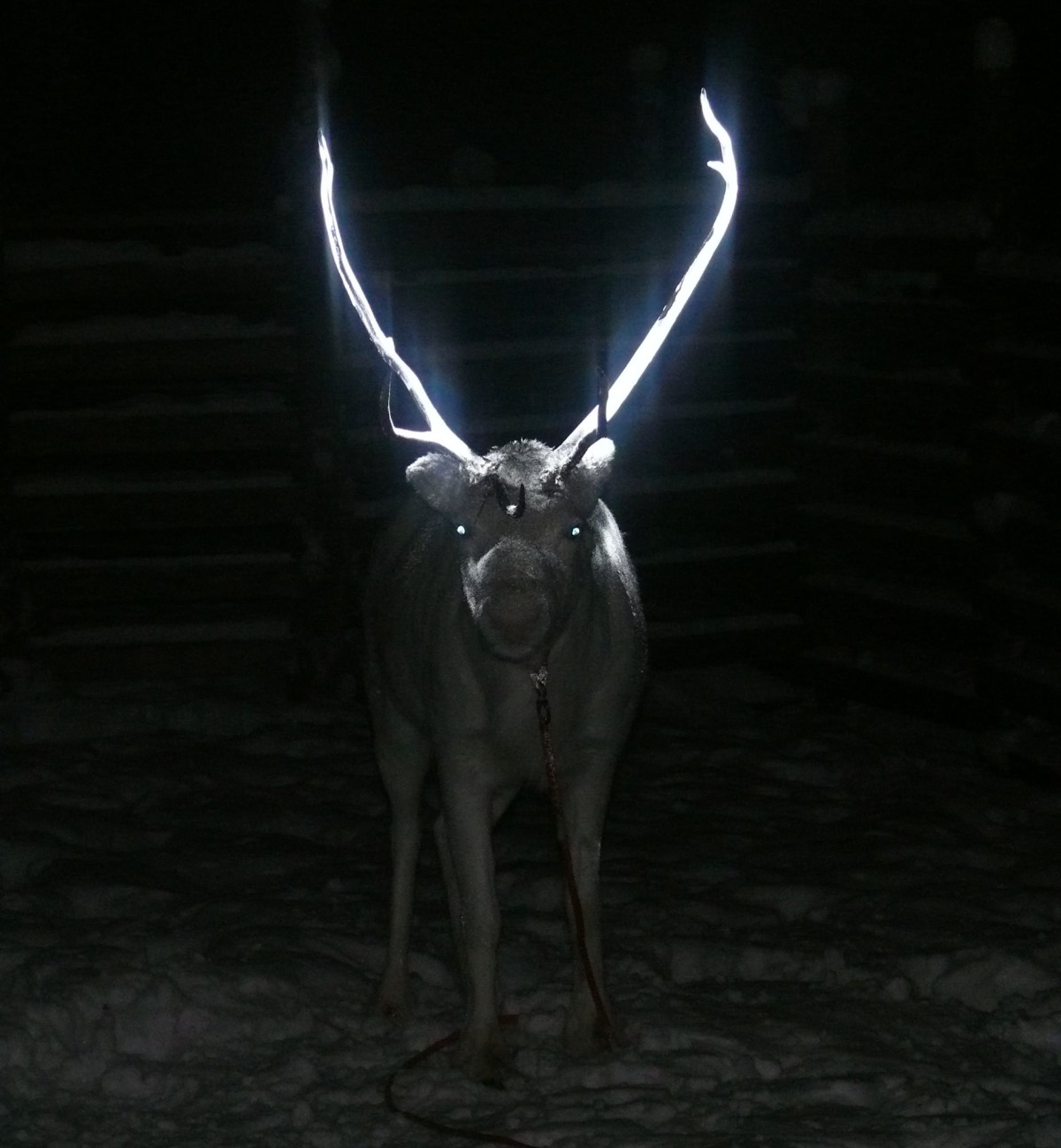 reindeer antlers reflective paint finland 2