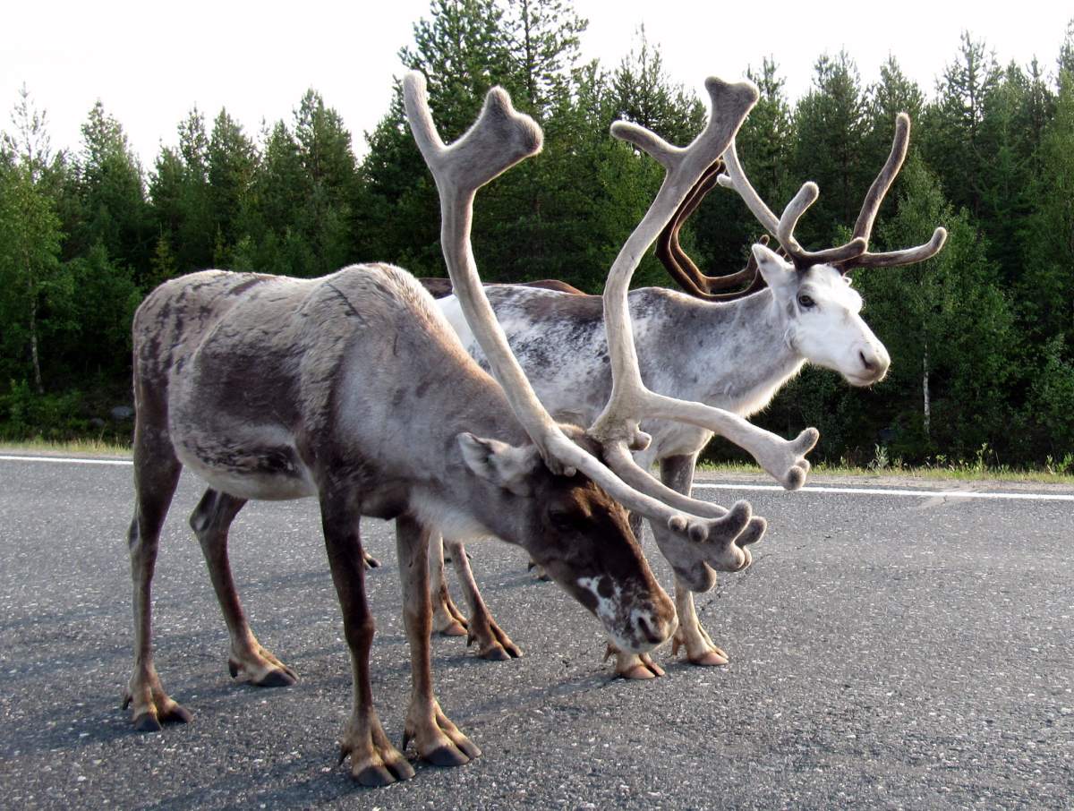 reindeer on road finland 1