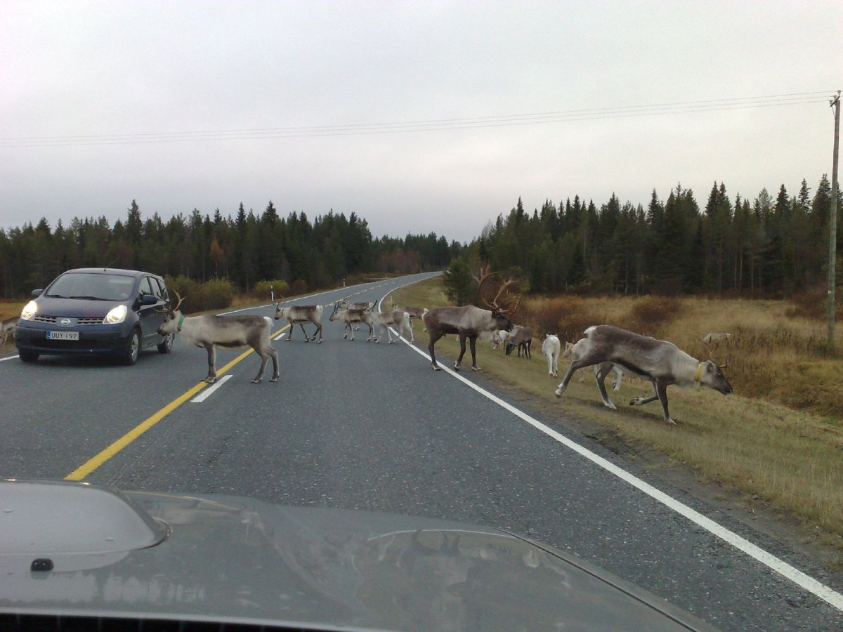 reindeer on road finland 2