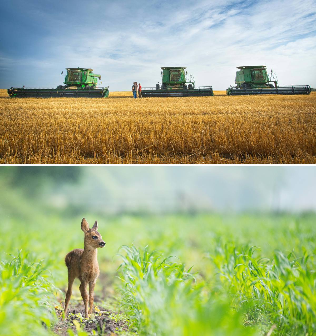 save animals harvester initiative hungary fawn 3