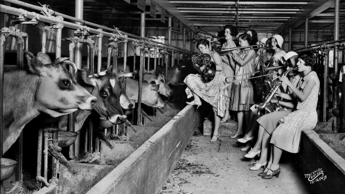 Cows Love Moo-sic: The Power of Melody on Bovine Behavior and Productivity 1 cows love music 1