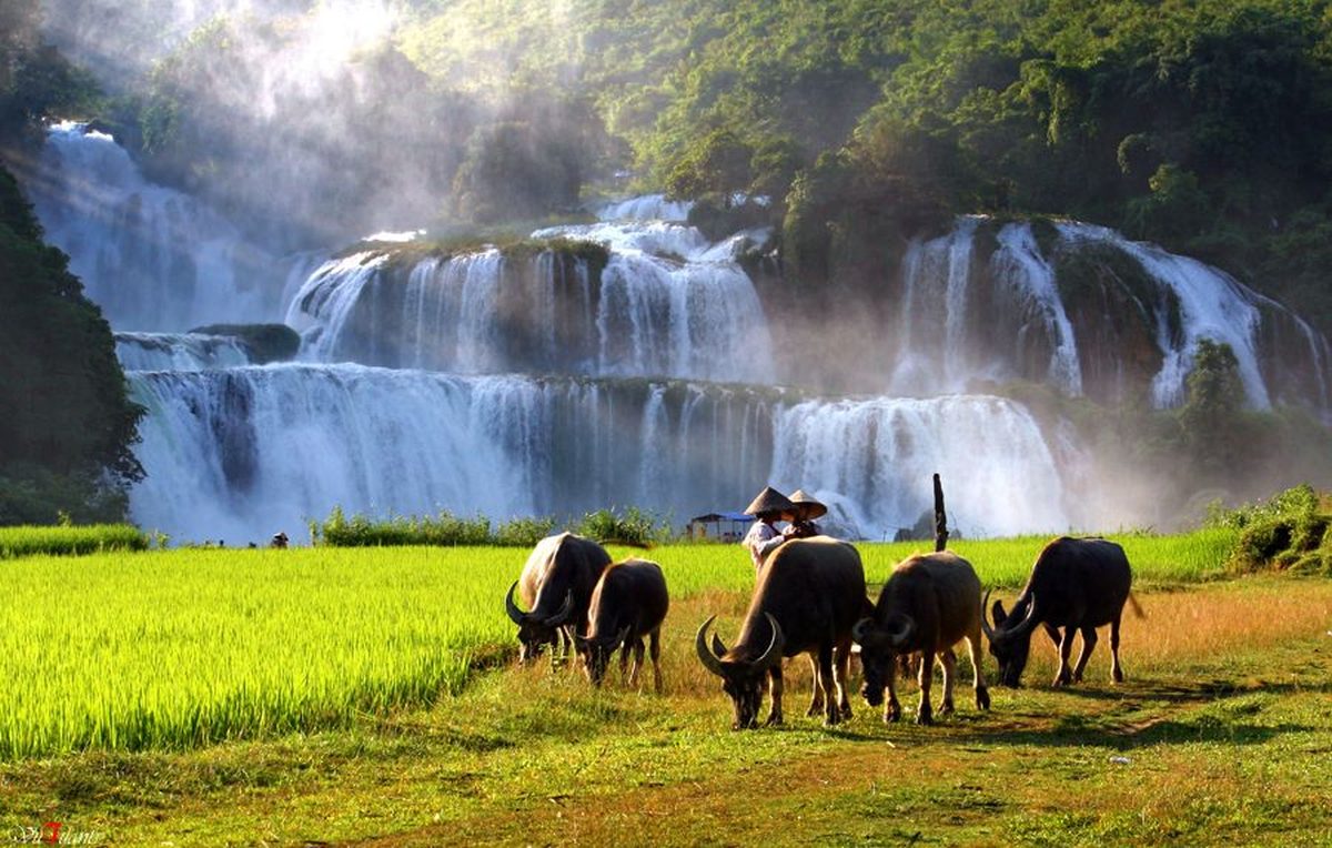 Ban Gioc-Detian Falls: A Unique Symphony of Water at the Vietnam-China Border 5 ban gioc detian falls vietnam china 7
