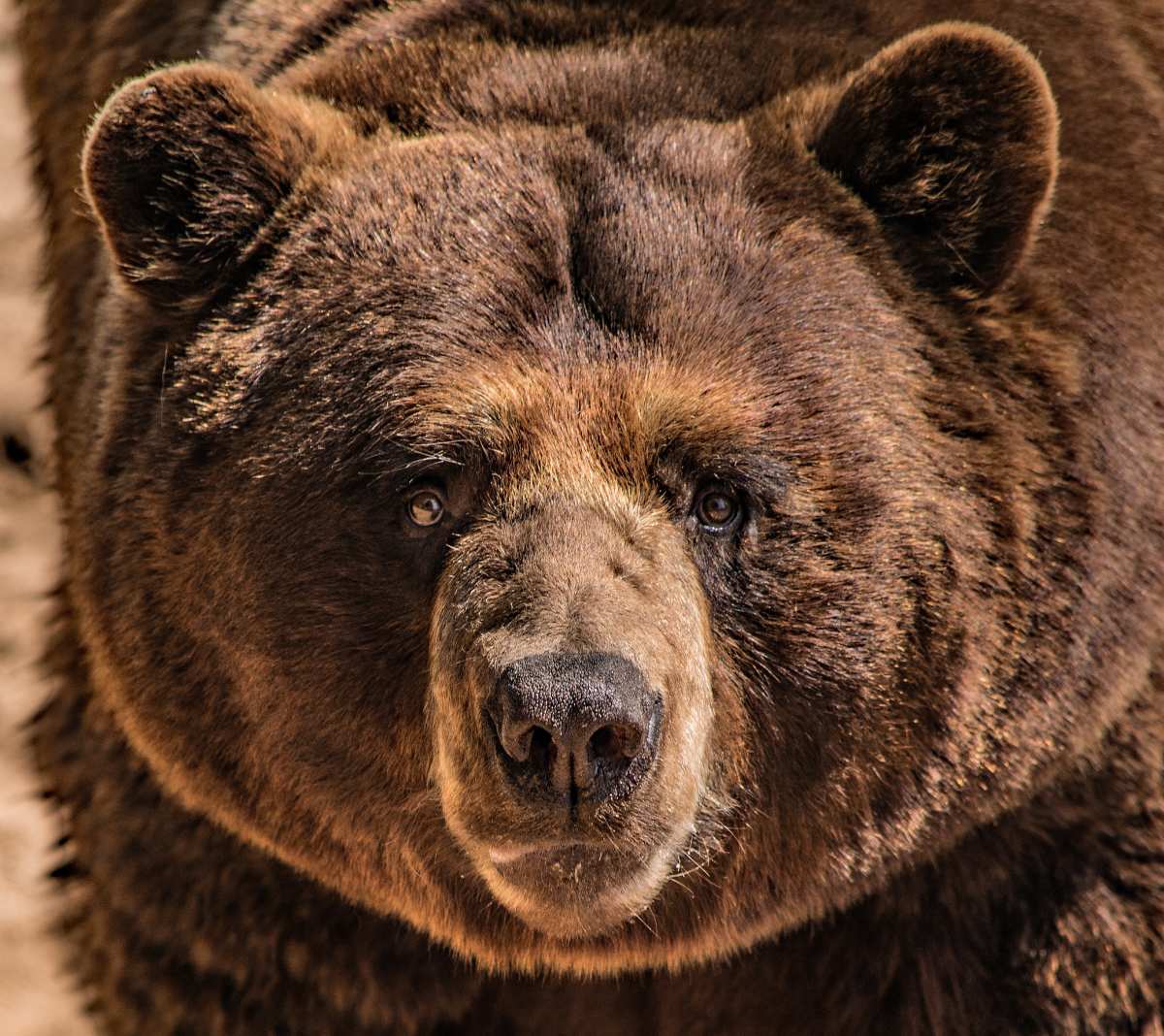 Against All Odds: When a Wrestler Fought a Grizzly to Save a Friend 3 college wrestlers grizzly attack 7