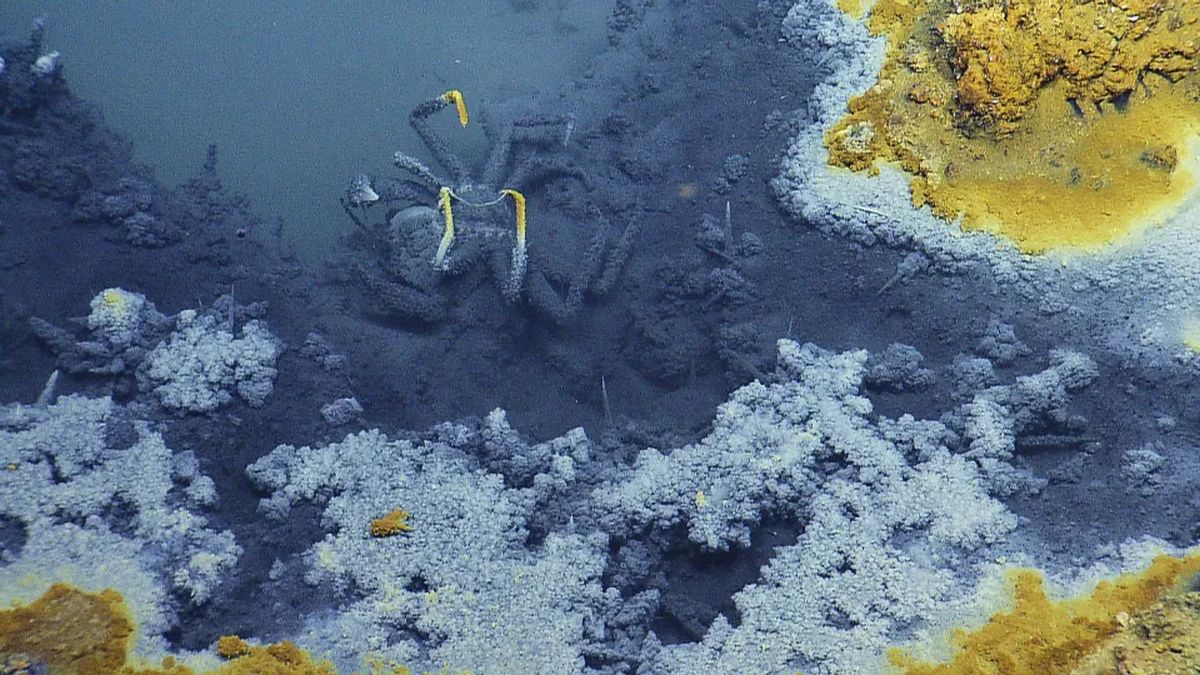 jacuzzi of despair brine pool gulf of mexico 2