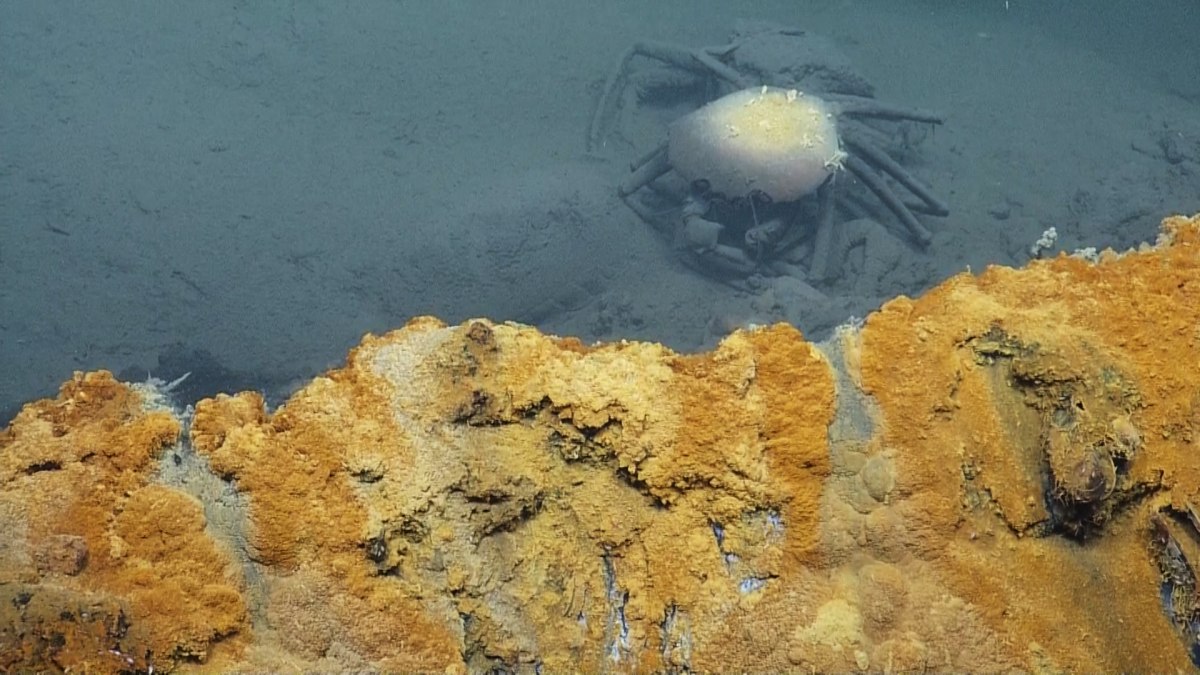 jacuzzi of despair brine pool gulf of mexico 3