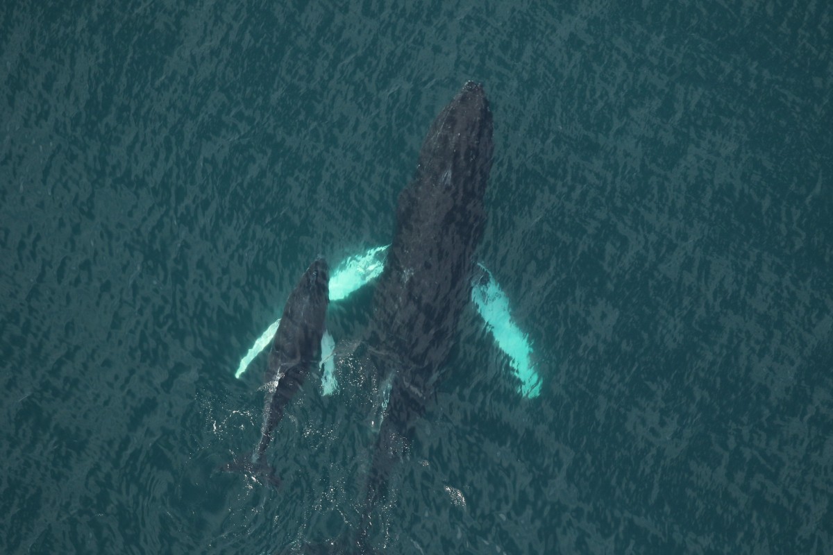 whale human language similar study 2