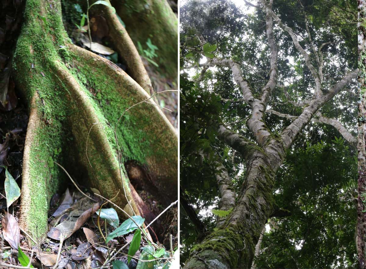 giant 3000 year old tree discovery tanzania tessmannia princeps 7f