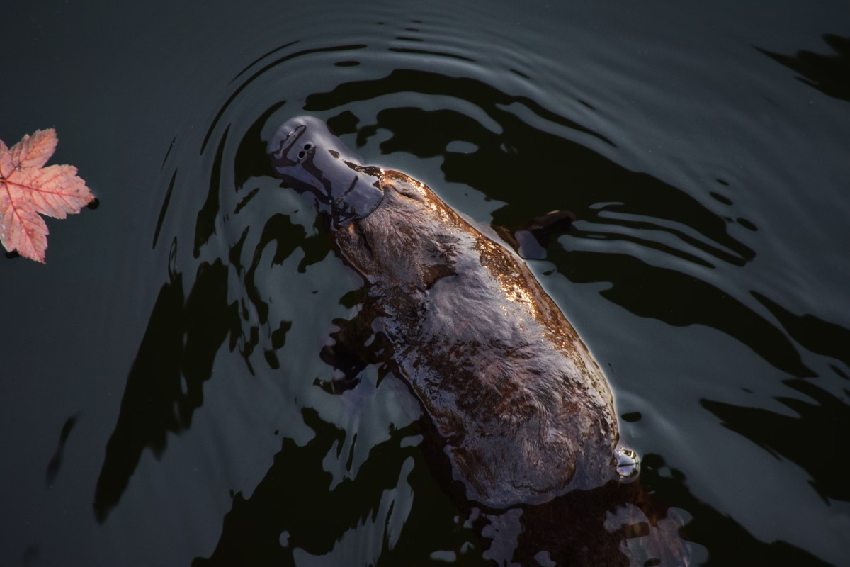platypus most extraordinary animal characteristics 7b