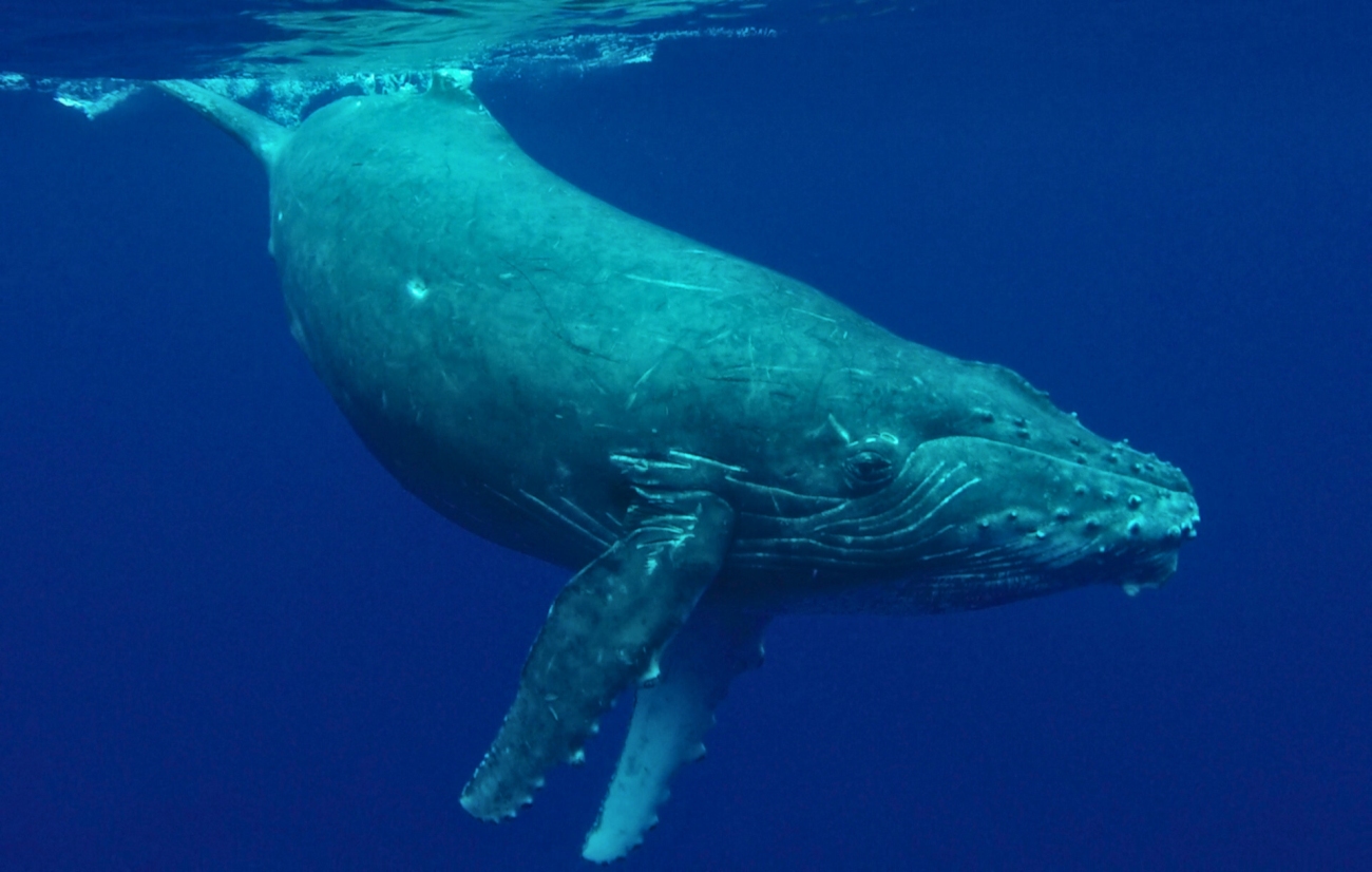 Whales Sing More When Their Stomachs Are Full, New Study Finds 1 whale song frequency meal eat 2b2b