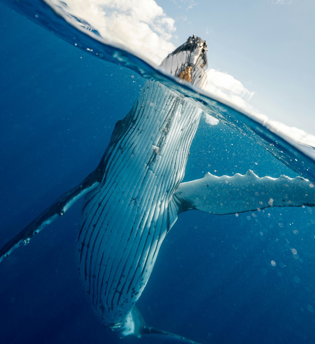 Whales Sing More When Their Stomachs Are Full, New Study Finds 3 whale song frequency meal eat 7