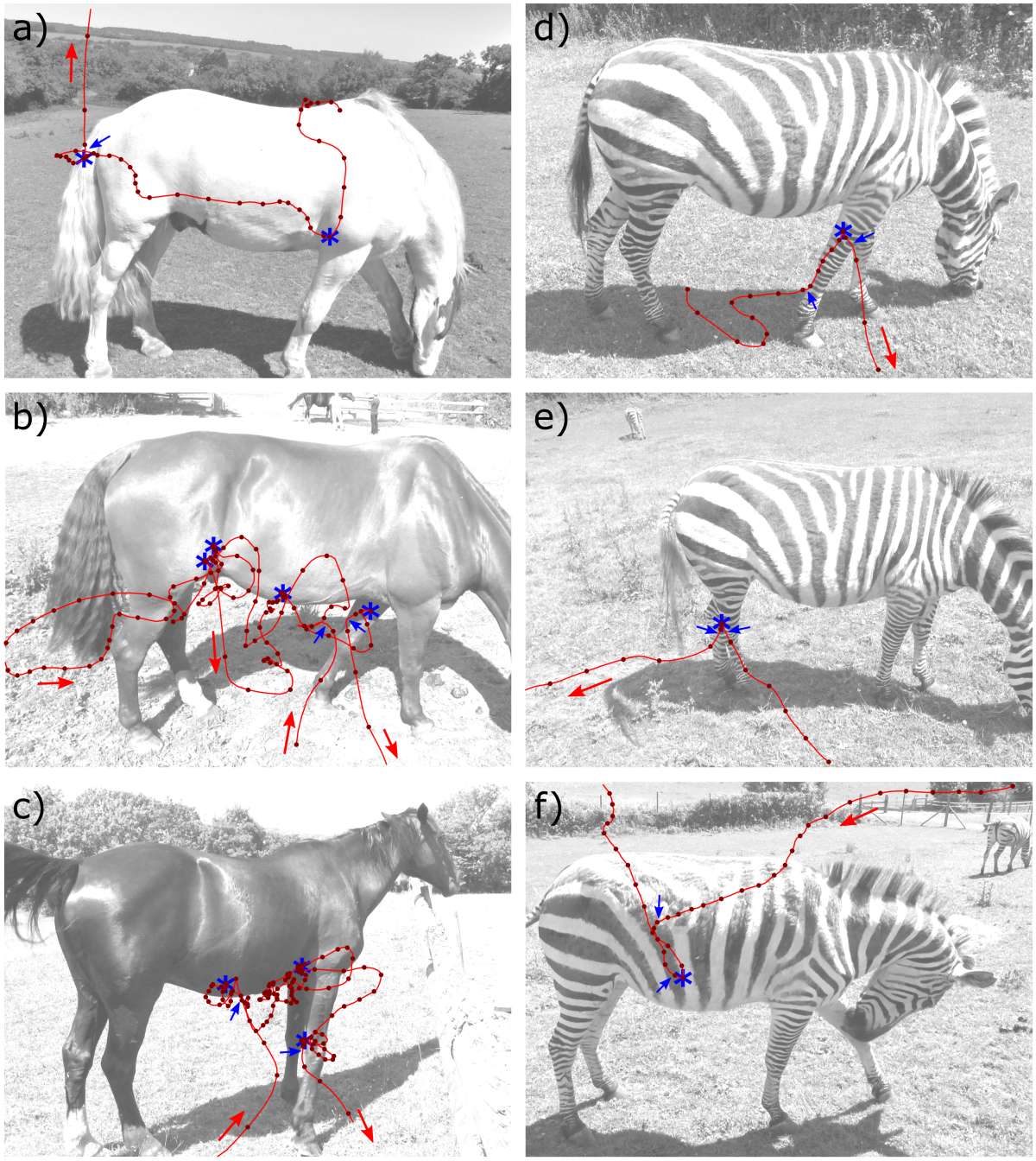 Scientists Painted Cows Like Zebras — and It Cut Fly Landings by Half 2 scientists paint cows like zebras stripes flies 2