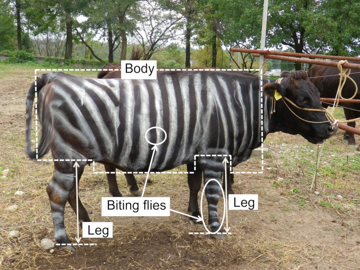 Scientists Painted Cows Like Zebras — and It Cut Fly Landings by Half 3 scientists paint cows like zebras stripes flies 3