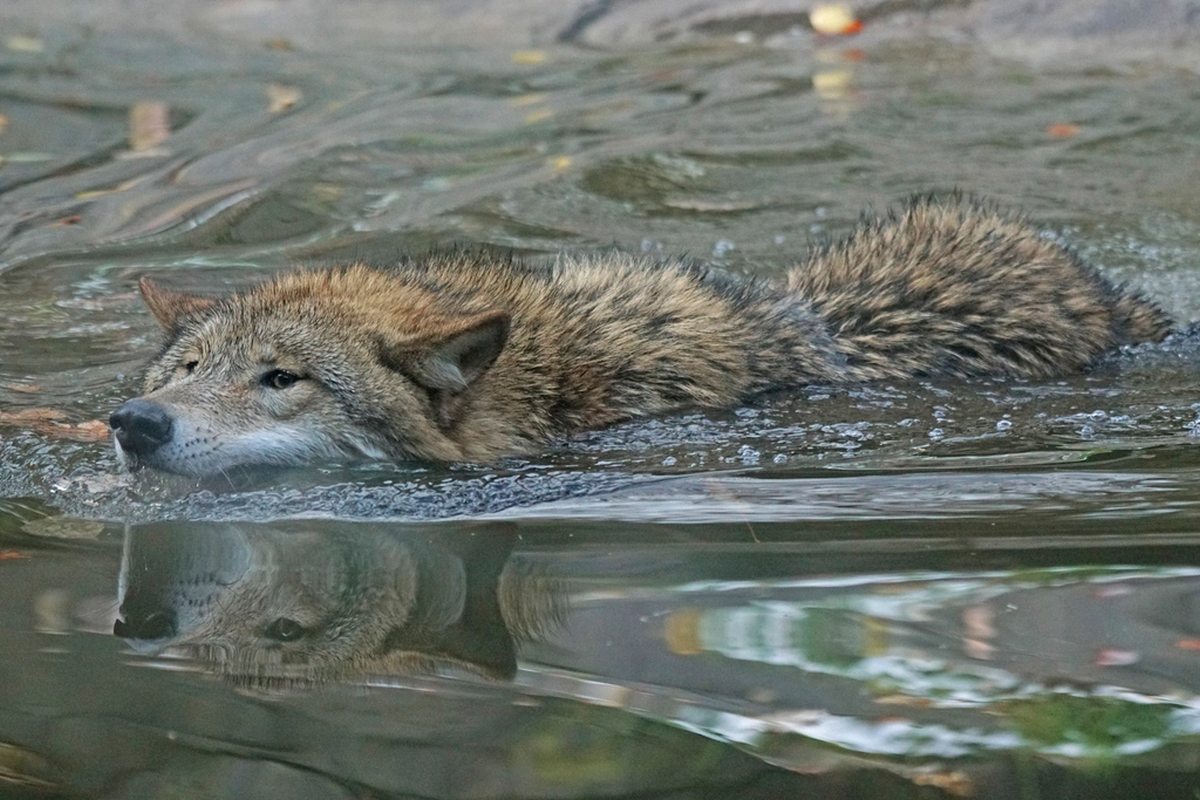sea wolf vancouver island british columbia 7